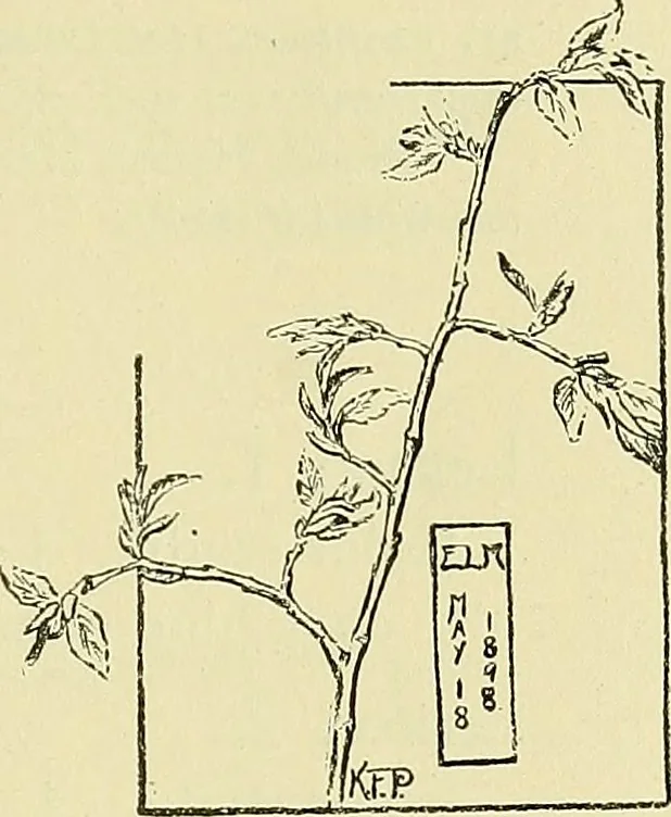 An illustration from Boston public schools : outline of lessons in drawing, 1898-99, 1898, leaf 134