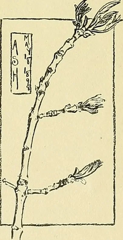 An illustration from Boston public schools : outline of lessons in drawing, 1898-99, 1898, leaf 134
