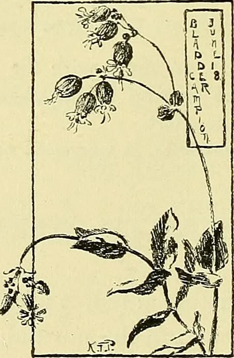An illustration from Boston public schools : outline of lessons in drawing, 1898-99, 1898, leaf 157