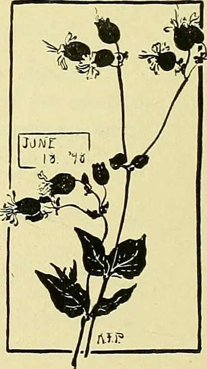 An illustration from Boston public schools : outline of lessons in drawing, 1898-99, 1898, leaf 157