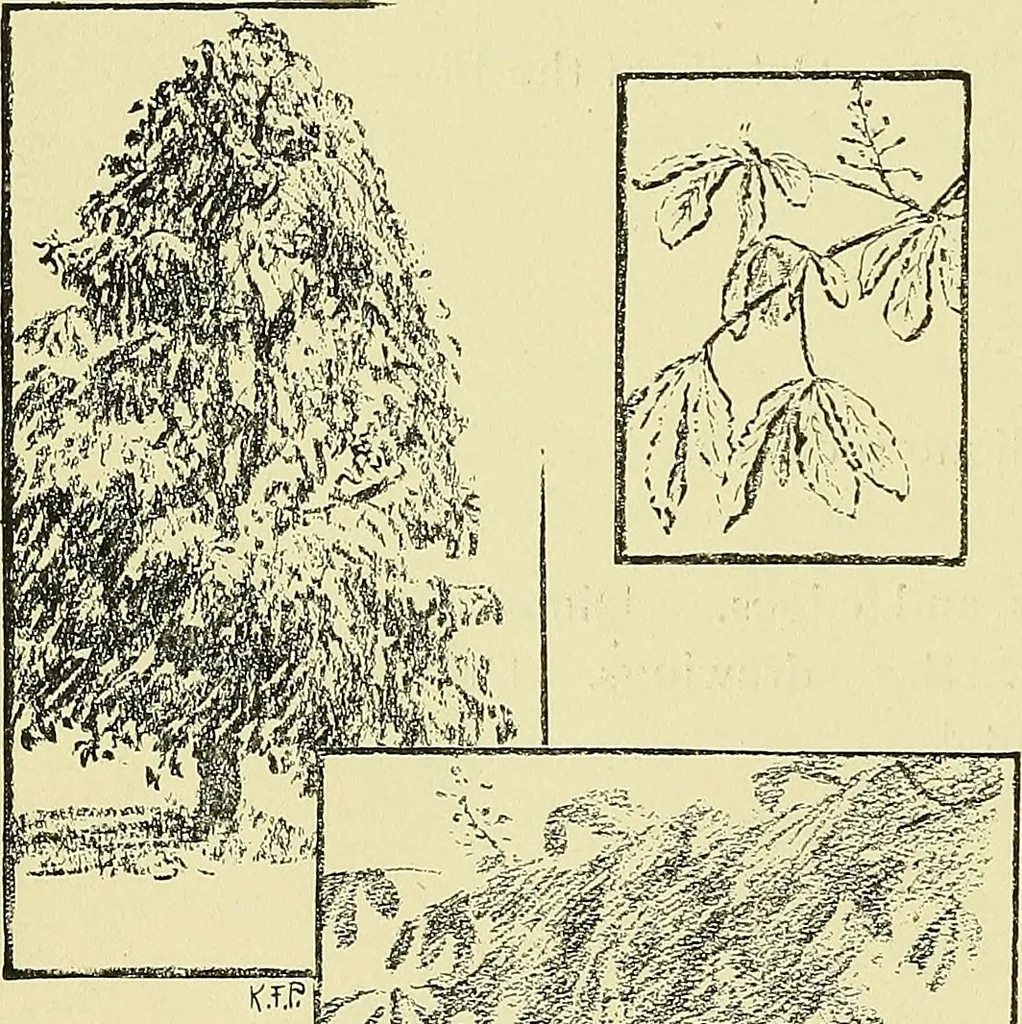 An illustration from Boston public schools : outline of lessons in drawing, 1898-99, 1898, leaf 181