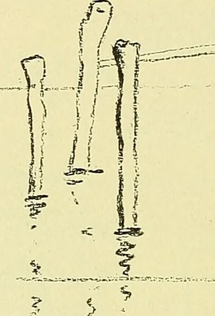 An illustration from Boston public schools : outline of lessons in drawing, 1898-99, 1898, leaf 201