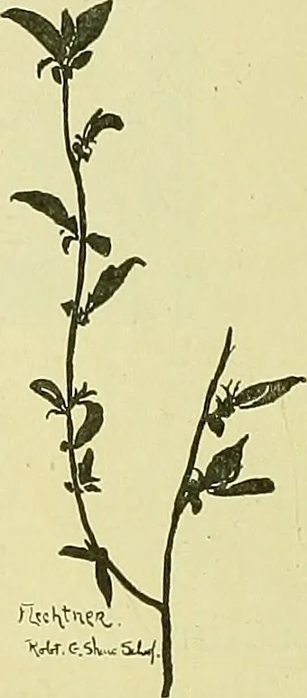 An illustration from Boston public schools : outline of lessons in drawing, 1898-99, 1898, leaf 221