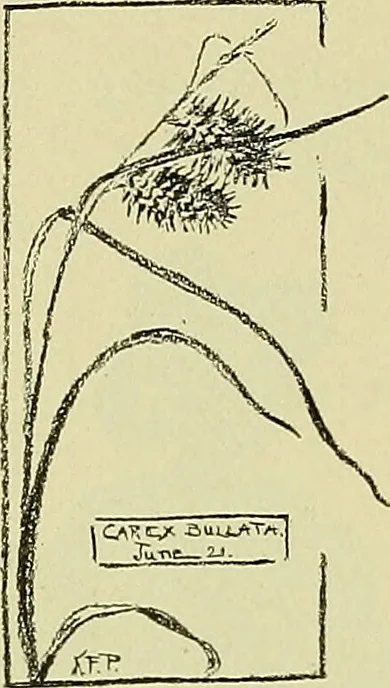 An illustration from Boston public schools : outline of lessons in drawing, 1898-99, 1898, leaf 81