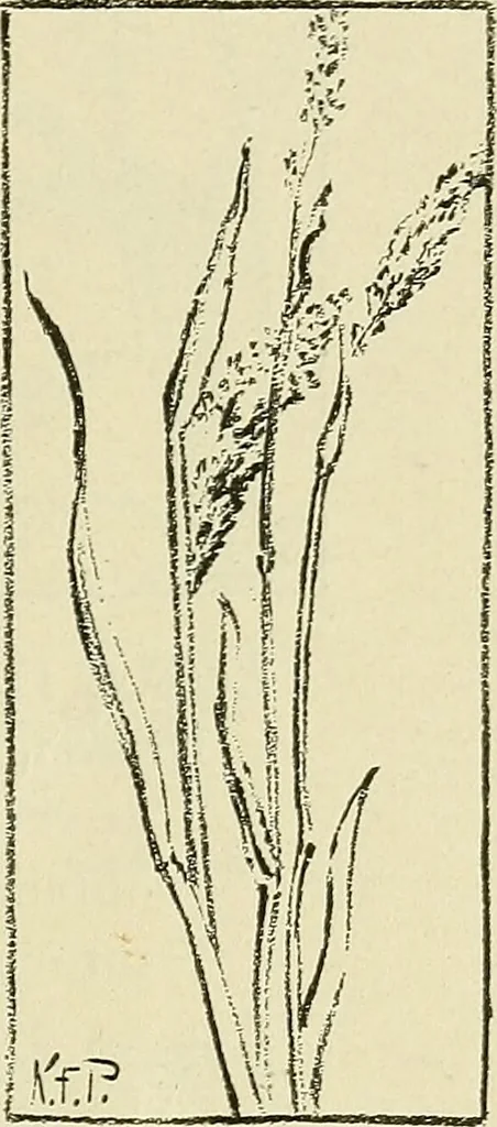 An illustration from Boston public schools : outline of lessons in drawing, 1898-99, 1898, leaf 82