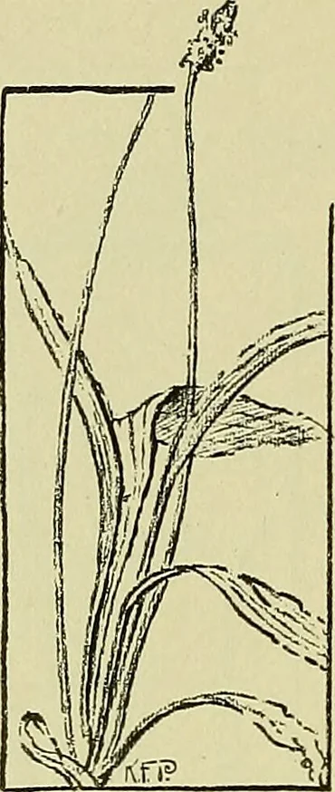 An illustration from Boston public schools : outline of lessons in drawing, 1898-99, 1898, leaf 83