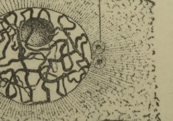An illustration from Botanical microtechnique, 1893, leaf 216