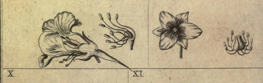 An illustration from The botanic garden : a poem ; with philosophical notes, 1700, leaf 24