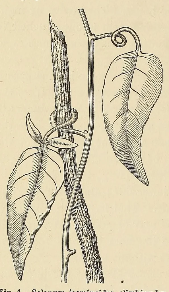An illustration from Botany for young people. How plants behave: how they move, climb, employ insects to work for them, &c, 1872, leaf 20