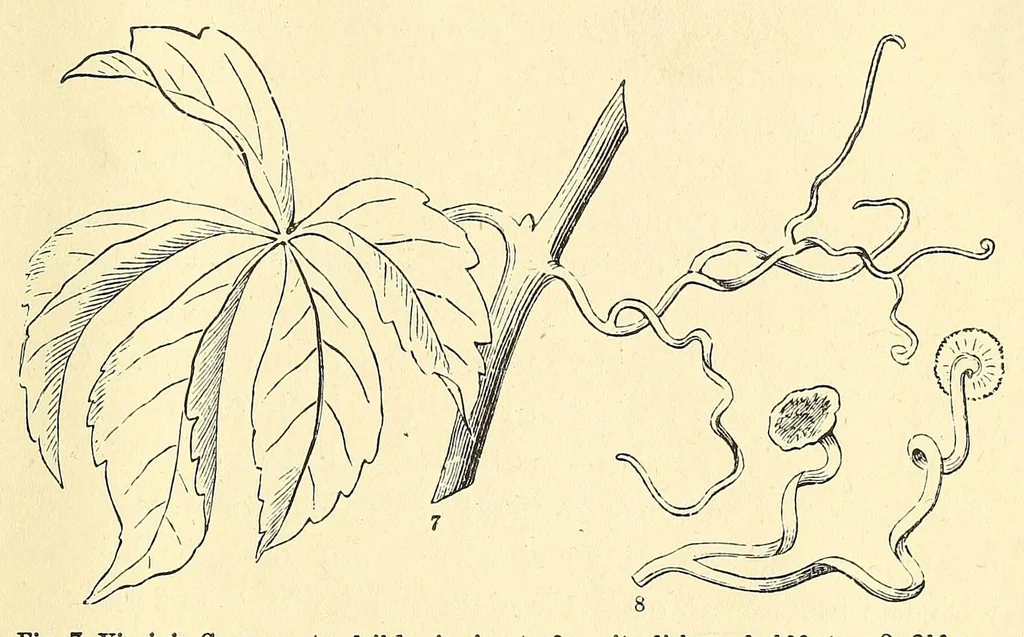 An illustration from Botany for young people. How plants behave: how they move, climb, employ insects to work for them, &c, 1872, leaf 23