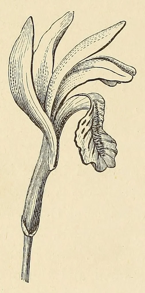 An illustration from Botany for young people. How plants behave: how they move, climb, employ insects to work for them, &c, 1872, leaf 32