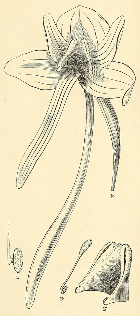 An illustration from Botany for young people. How plants behave: how they move, climb, employ insects to work for them, &c, 1872, leaf 33