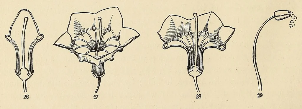 An illustration from Botany for young people. How plants behave: how they move, climb, employ insects to work for them, &c, 1872, leaf 40