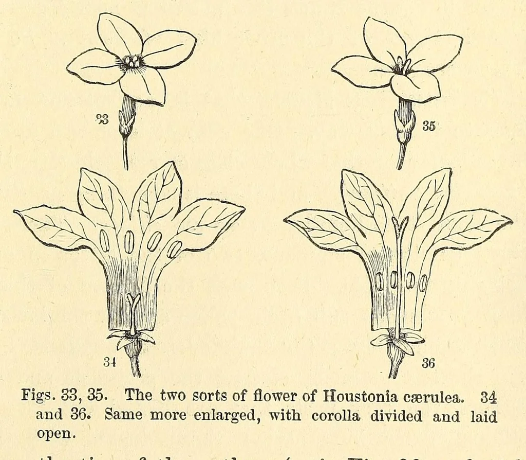 An illustration from Botany for young people. How plants behave: how they move, climb, employ insects to work for them, &c, 1872, leaf 43