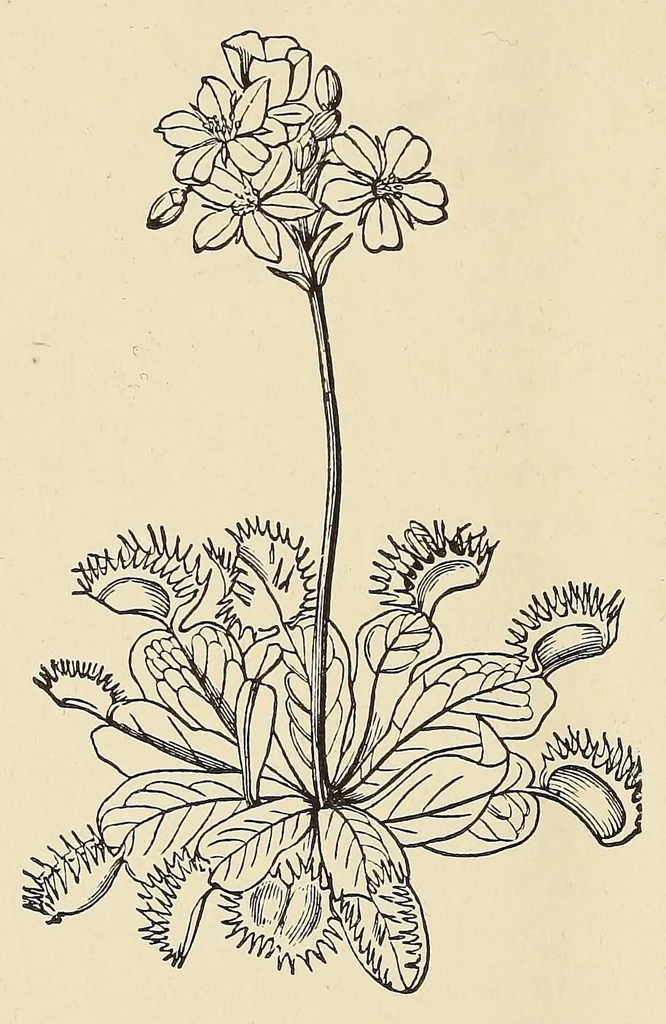 An illustration from Botany for young people. How plants behave: how they move, climb, employ insects to work for them, &c, 1872, leaf 52