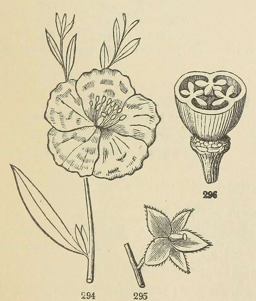 An illustration from Botany for young people and common schools. How plants grow, a simple introduction to structural botany, 1858, leaf 139