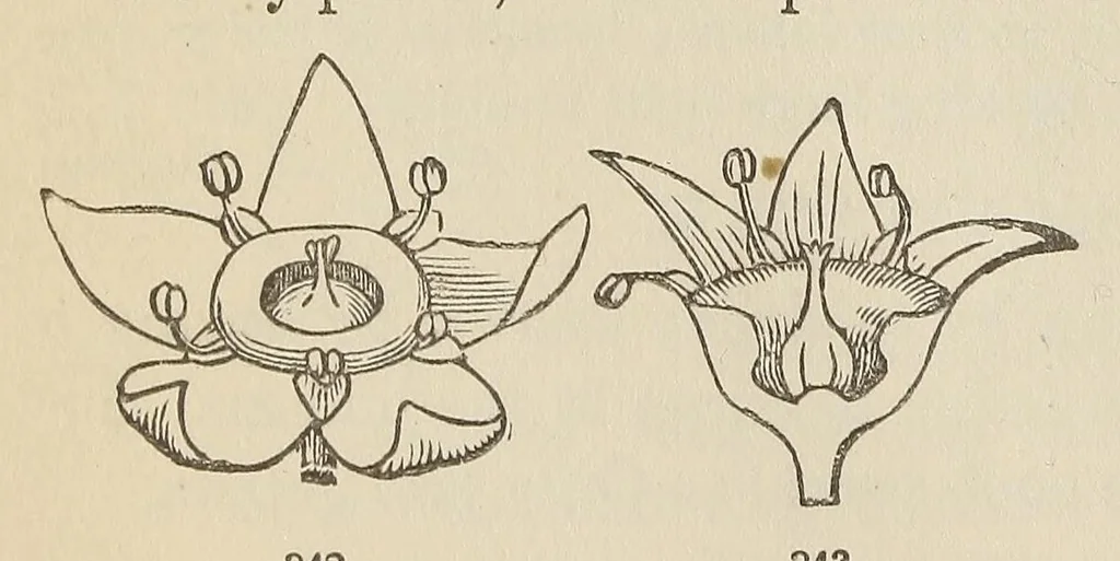 An illustration from Botany for young people and common schools. How plants grow, a simple introduction to structural botany, 1858, leaf 150
