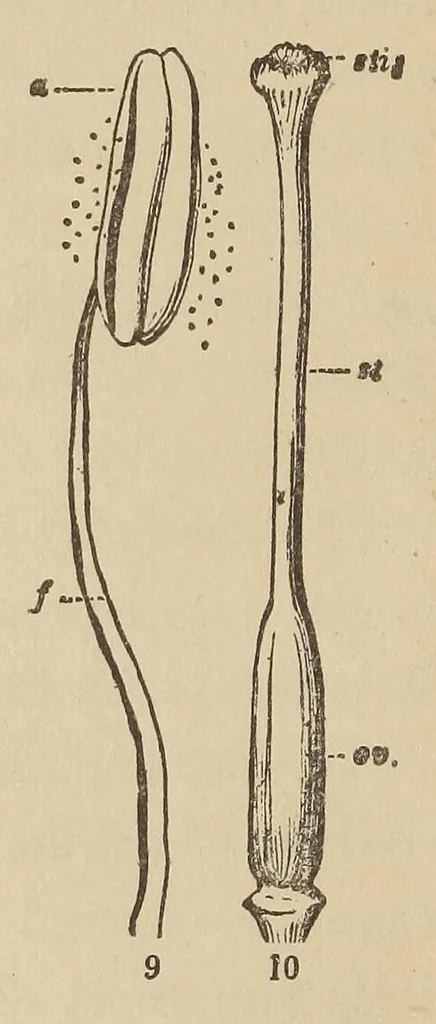An illustration from Botany for young people and common schools. How plants grow, a simple introduction to structural botany, 1858, leaf 16