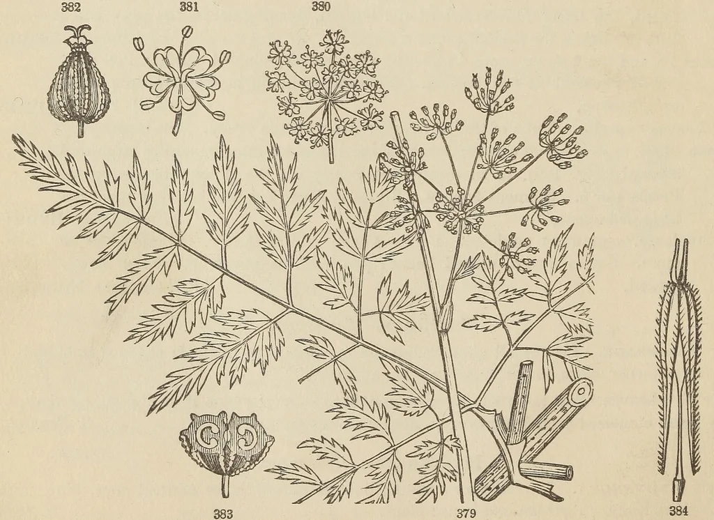 An illustration from Botany for young people and common schools. How plants grow, a simple introduction to structural botany, 1858, leaf 170