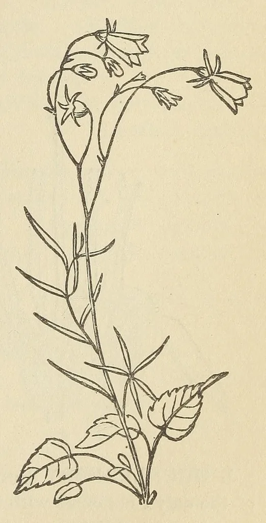 An illustration from Botany for young people and common schools. How plants grow, a simple introduction to structural botany, 1858, leaf 179