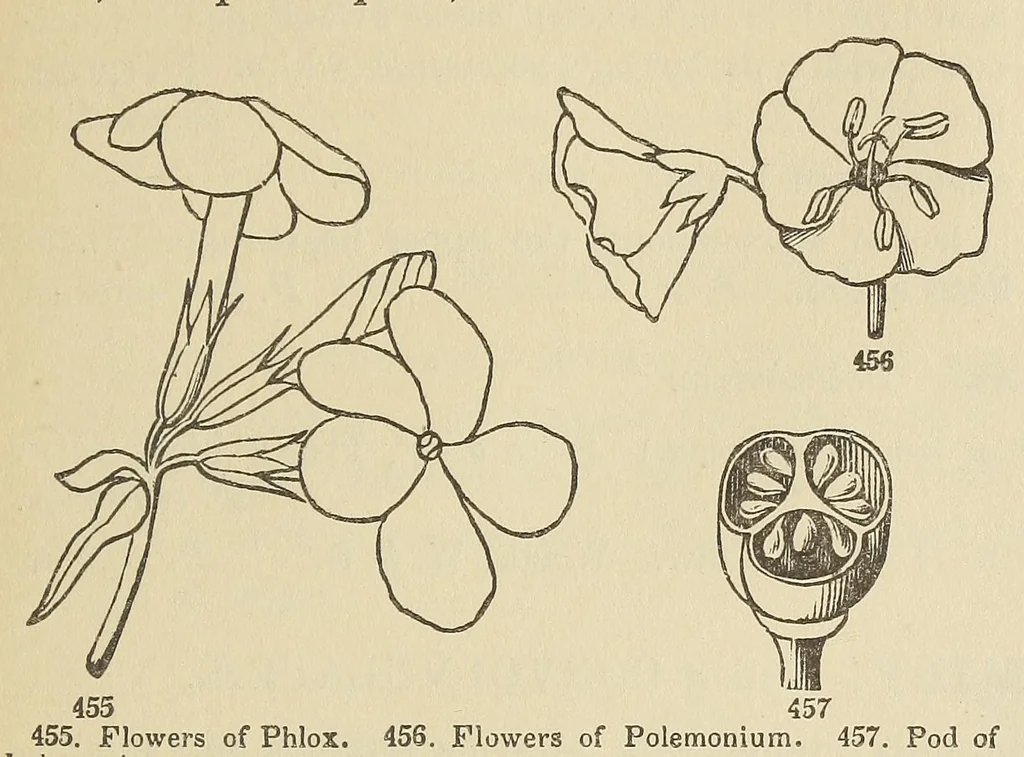 An illustration from Botany for young people and common schools. How plants grow, a simple introduction to structural botany, 1858, leaf 195