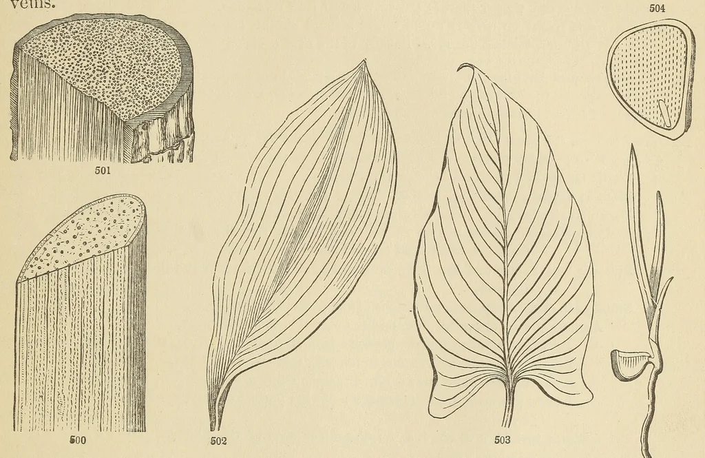 An illustration from Botany for young people and common schools. How plants grow, a simple introduction to structural botany, 1858, leaf 215