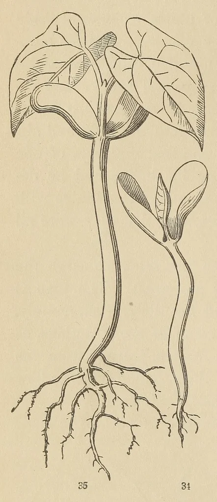 An illustration from Botany for young people and common schools. How plants grow, a simple introduction to structural botany, 1858, leaf 26