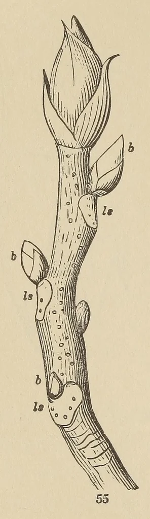 An illustration from Botany for young people and common schools. How plants grow, a simple introduction to structural botany, 1858, leaf 34