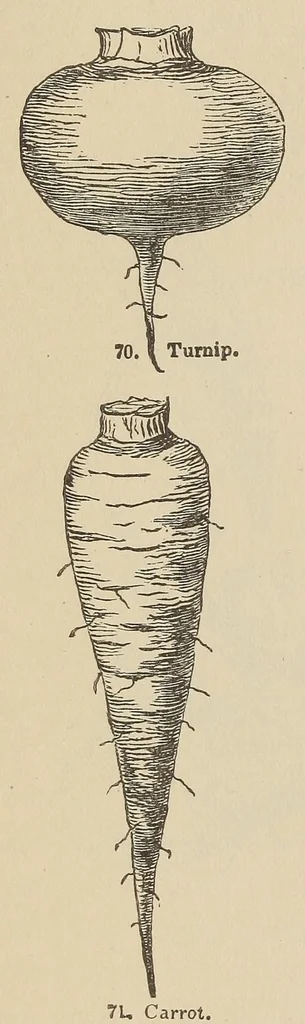 An illustration from Botany for young people and common schools. How plants grow, a simple introduction to structural botany, 1858, leaf 44