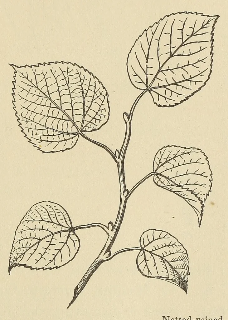 An illustration from Botany for young people and common schools. How plants grow, a simple introduction to structural botany, 1858, leaf 53