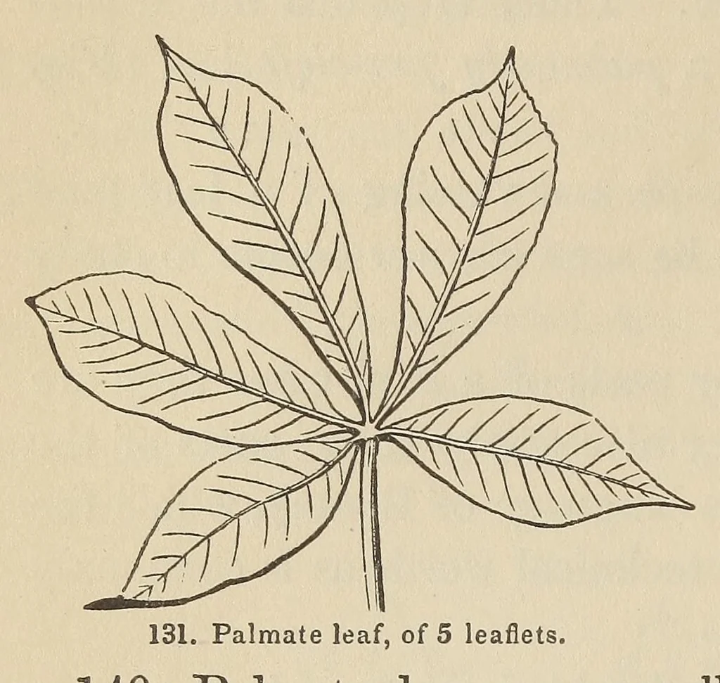 An illustration from Botany for young people and common schools. How plants grow, a simple introduction to structural botany, 1858, leaf 60