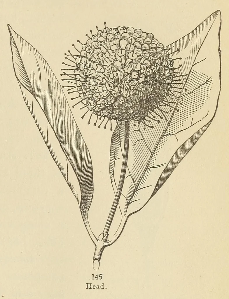 An illustration from Botany for young people and common schools. How plants grow, a simple introduction to structural botany, 1858, leaf 69