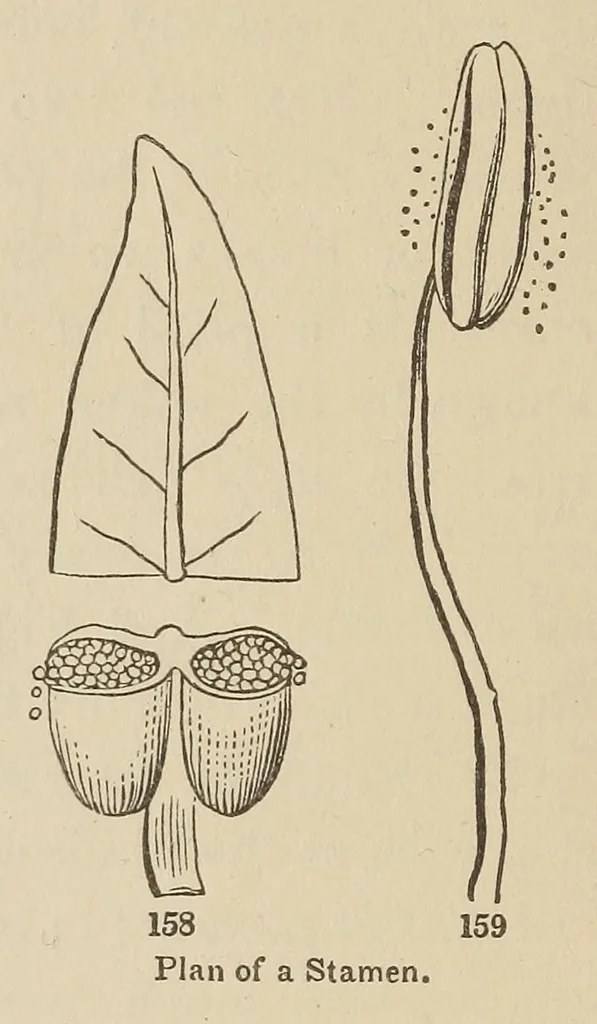 An illustration from Botany for young people and common schools. How plants grow, a simple introduction to structural botany, 1858, leaf 74