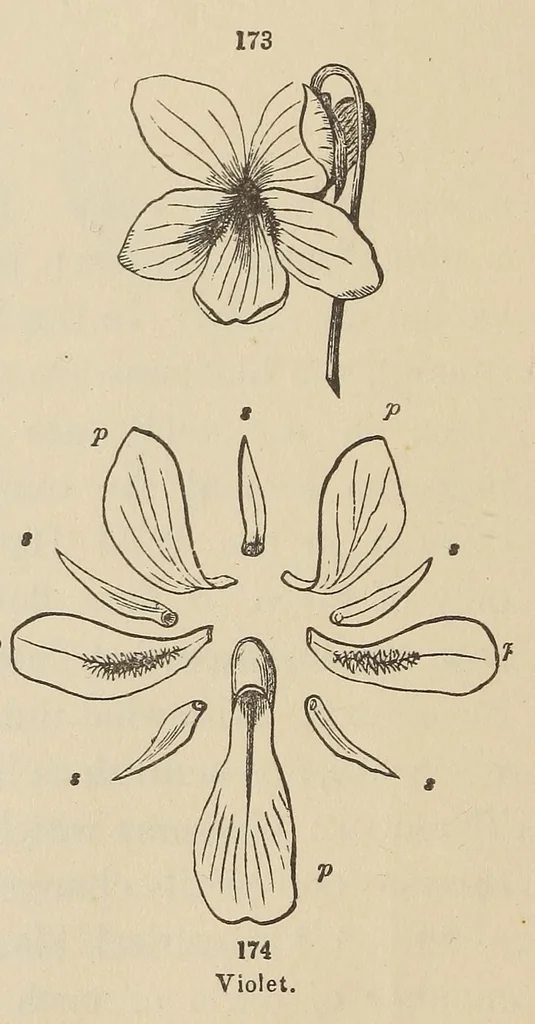 An illustration from Botany for young people and common schools. How plants grow, a simple introduction to structural botany, 1858, leaf 78