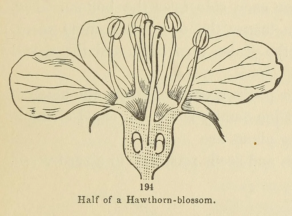 An illustration from Botany for young people and common schools. How plants grow, a simple introduction to structural botany, 1858, leaf 83