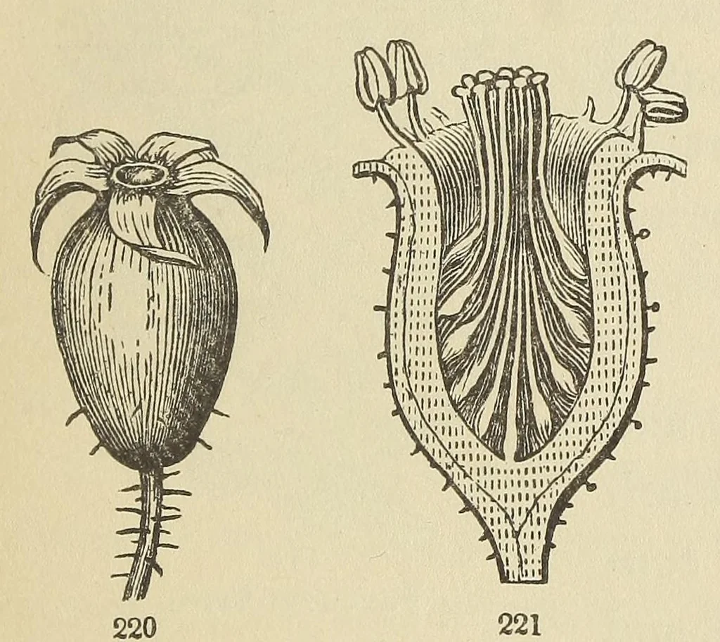 An illustration from Botany for young people and common schools. How plants grow, a simple introduction to structural botany, 1858, leaf 89