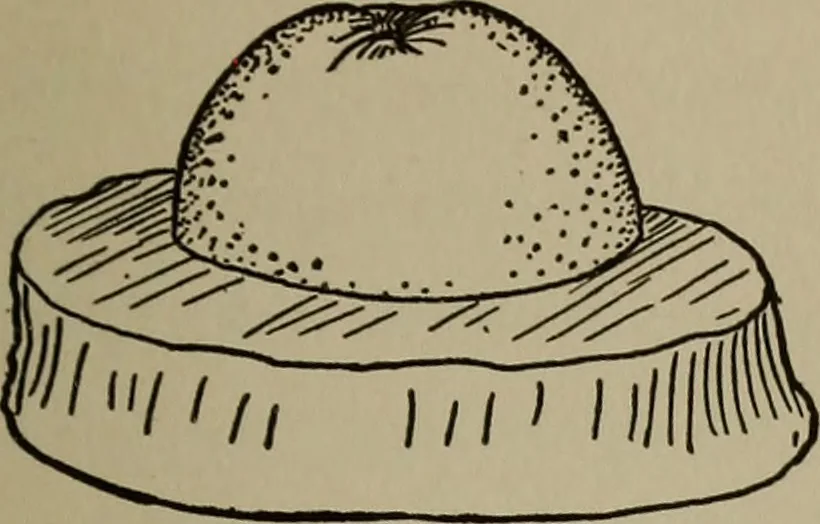 An illustration from The boy collector's handbook, 1915, leaf 104