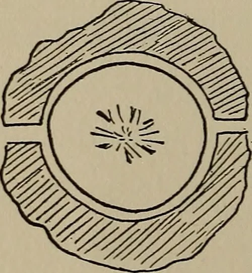 An illustration from The boy collector's handbook, 1915, leaf 113