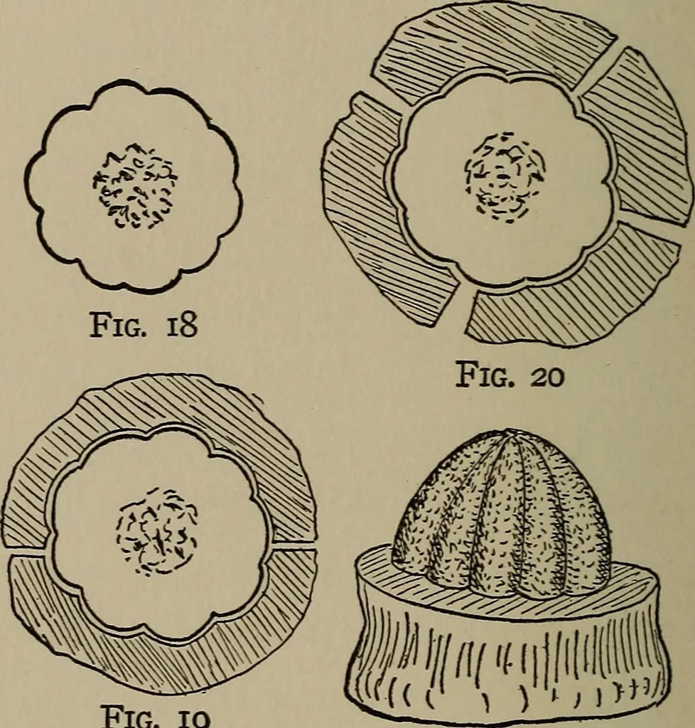 An illustration from The boy collector's handbook, 1915, leaf 113