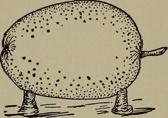 An illustration from The boy collector's handbook, 1915, leaf 114