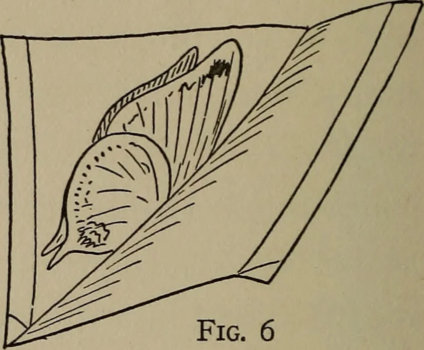 An illustration from The boy collector's handbook, 1915, leaf 127