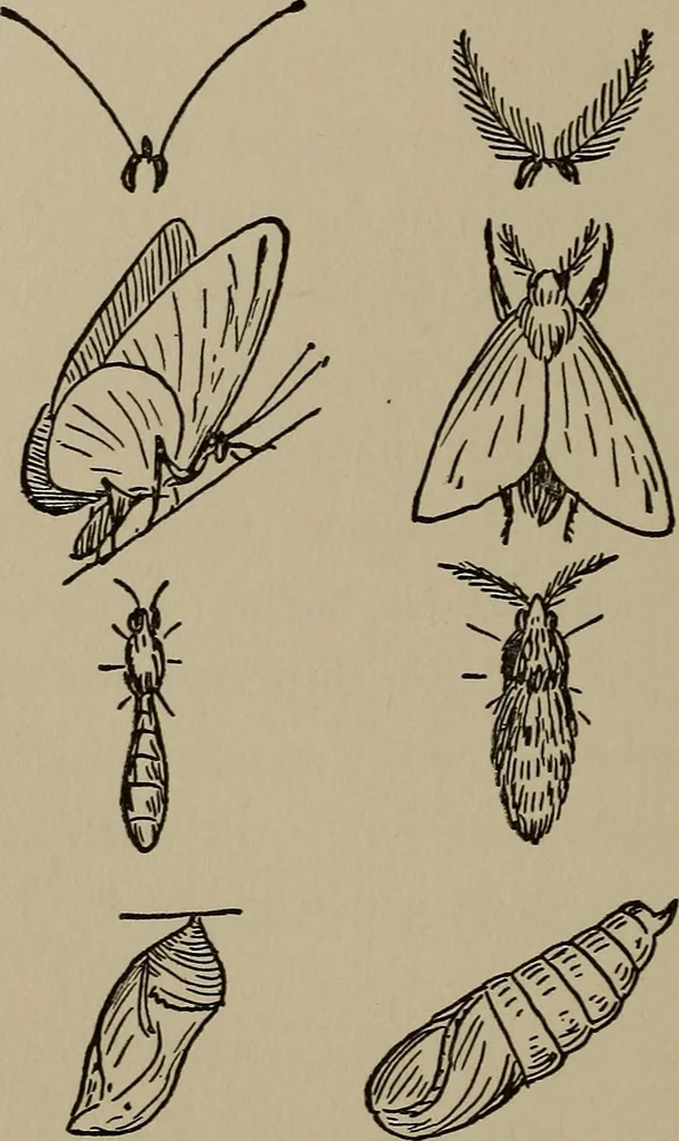 An illustration from The boy collector's handbook, 1915, leaf 135