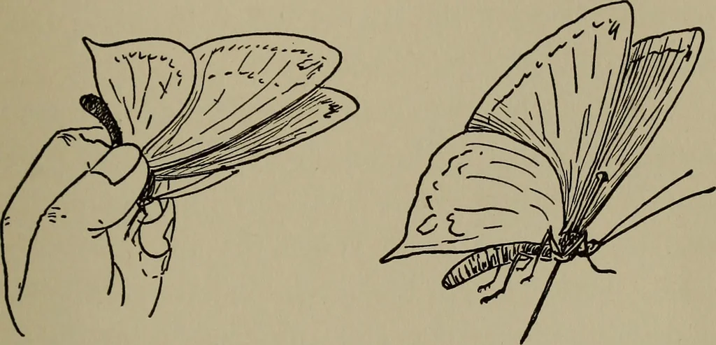 An illustration from The boy collector's handbook, 1915, leaf 142