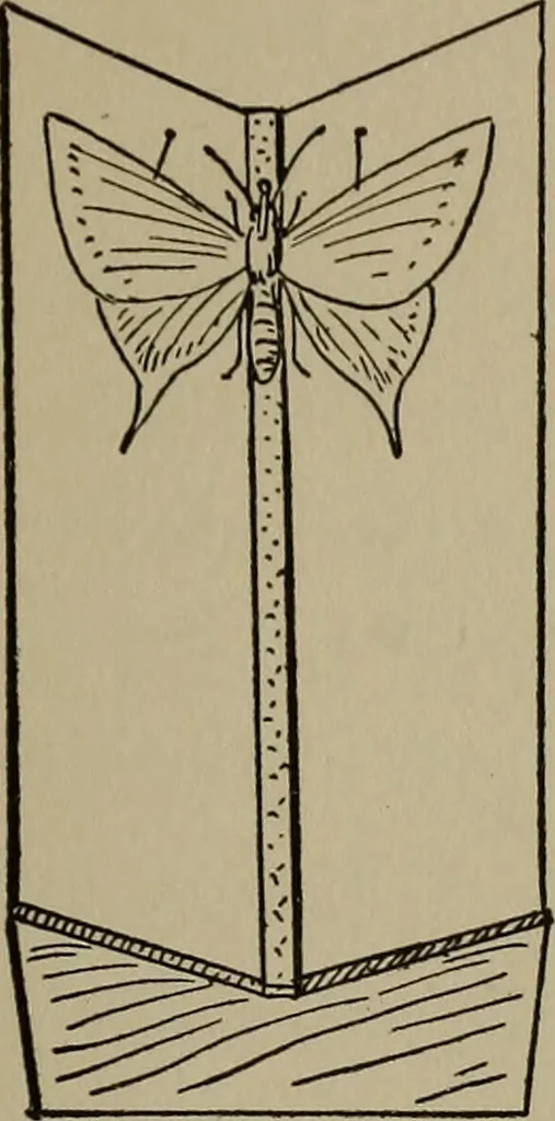 An illustration from The boy collector's handbook, 1915, leaf 144