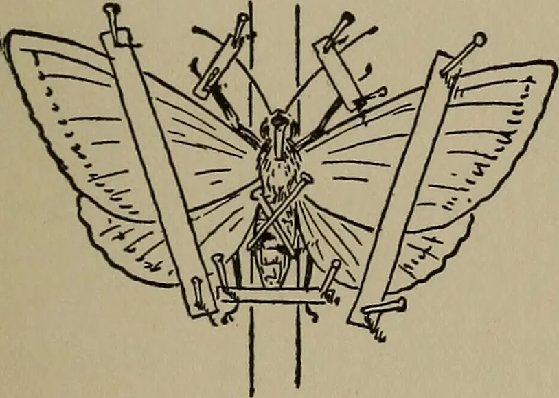 An illustration from The boy collector's handbook, 1915, leaf 144