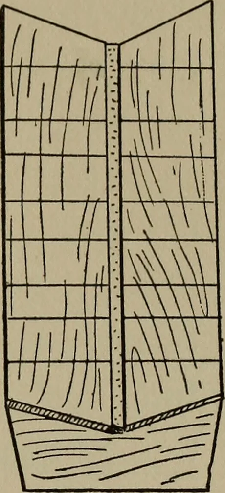 An illustration from The boy collector's handbook, 1915, leaf 144