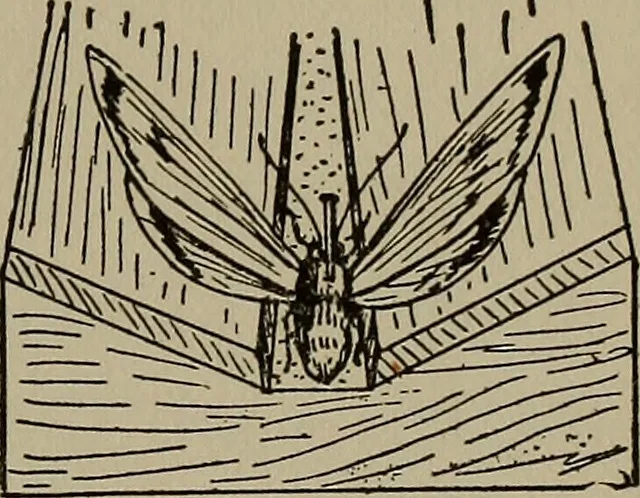 An illustration from The boy collector's handbook, 1915, leaf 144