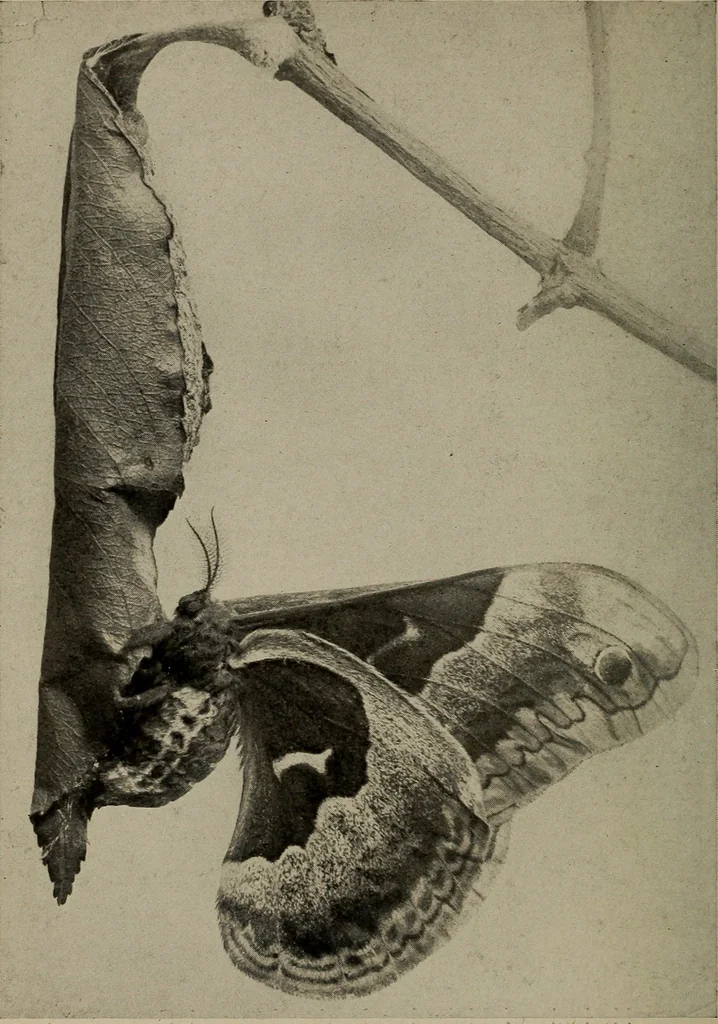 An illustration from The boy collector's handbook, 1915, leaf 149