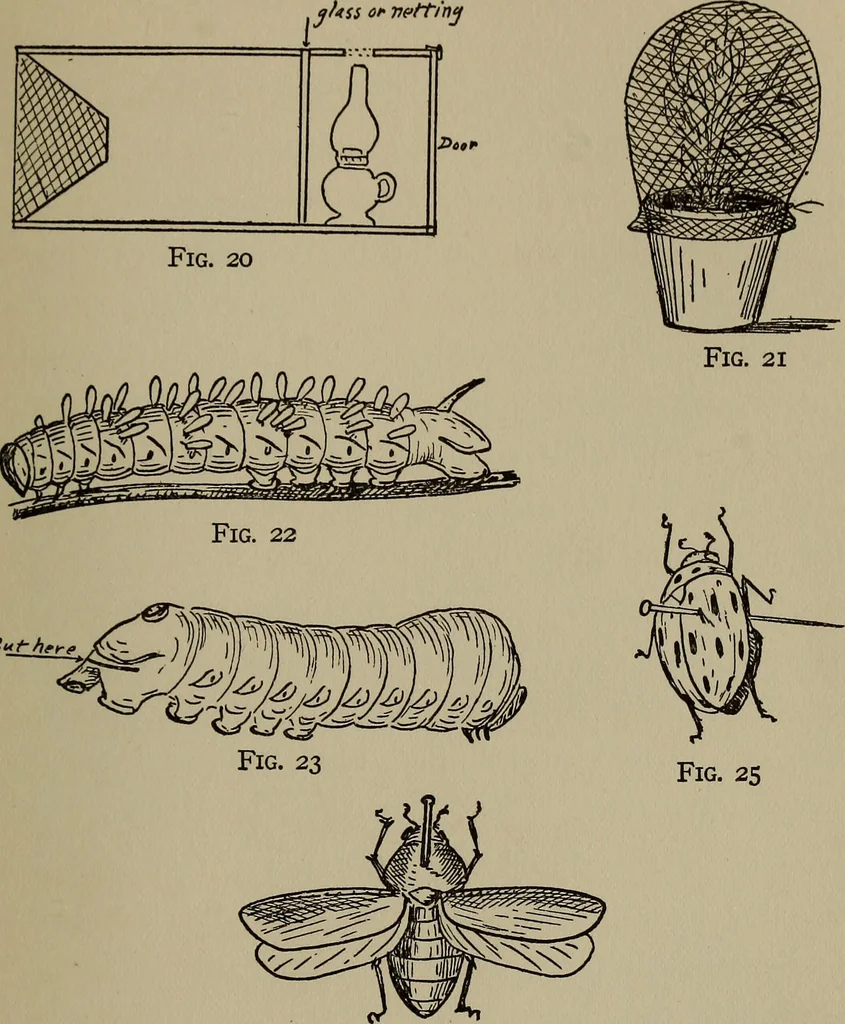 An illustration from The boy collector's handbook, 1915, leaf 152