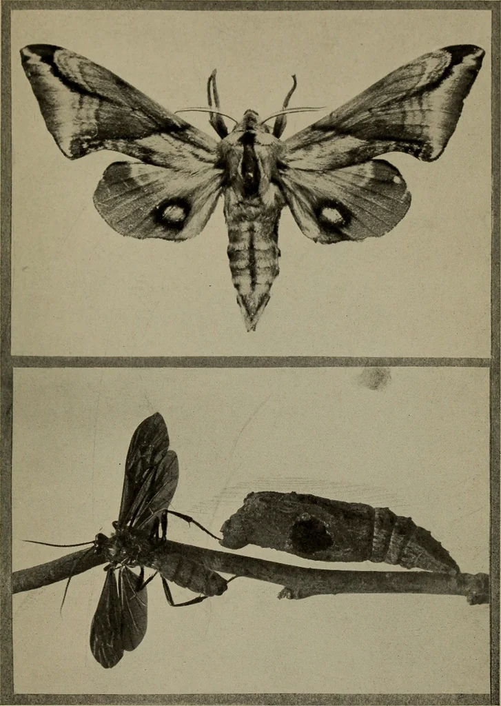 An illustration from The boy collector's handbook, 1915, leaf 154